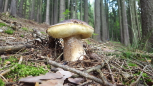 mushrooms arouund us