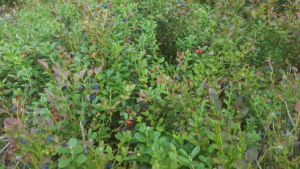 forest fruit